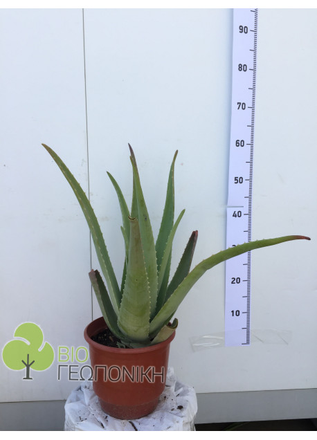 Aloe vera