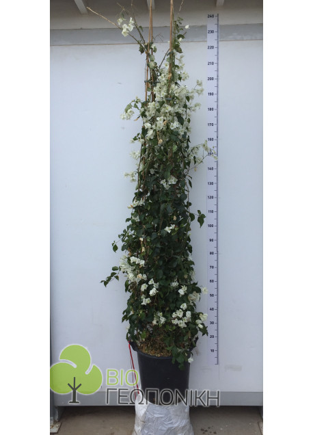 Μπουκαμβίλια (Bougainvillea) 2,50 ύψος