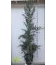 ΑΡΙΖΟΝΙΚΑ (Cupressus arizonica fastigiata) 2,50m υψος