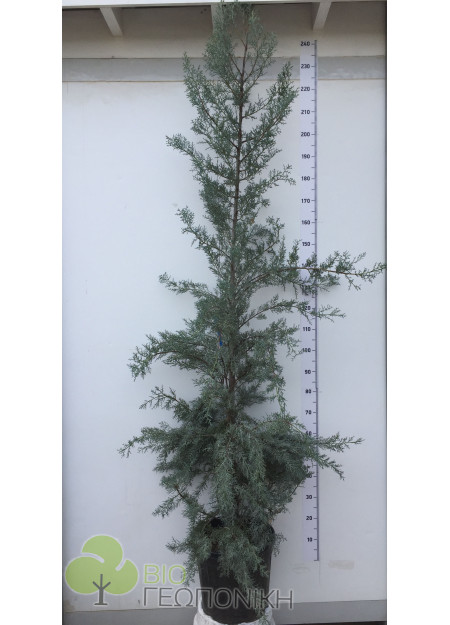 ΑΡΙΖΟΝΙΚΑ (Cupressus arizonica fastigiata) 2,50m υψος