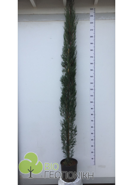 ΚΥΠΑΡΙΣΣΙ (Cupressus sempervirens) 2,50m υψος