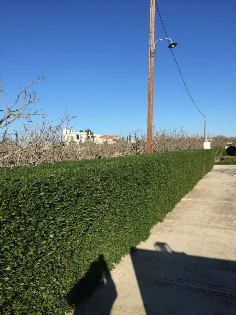 Συντήρηση κήπου, κλάδεμα