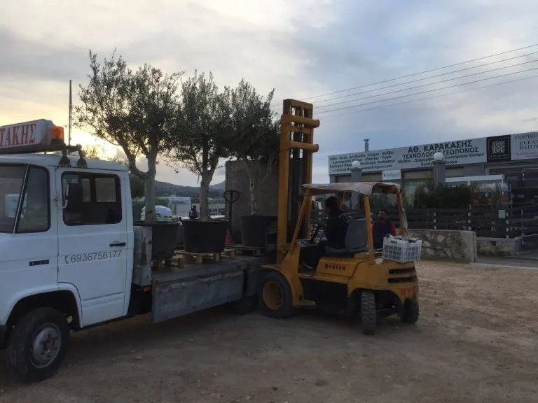 Προμήθεια δέντρων ελιάς