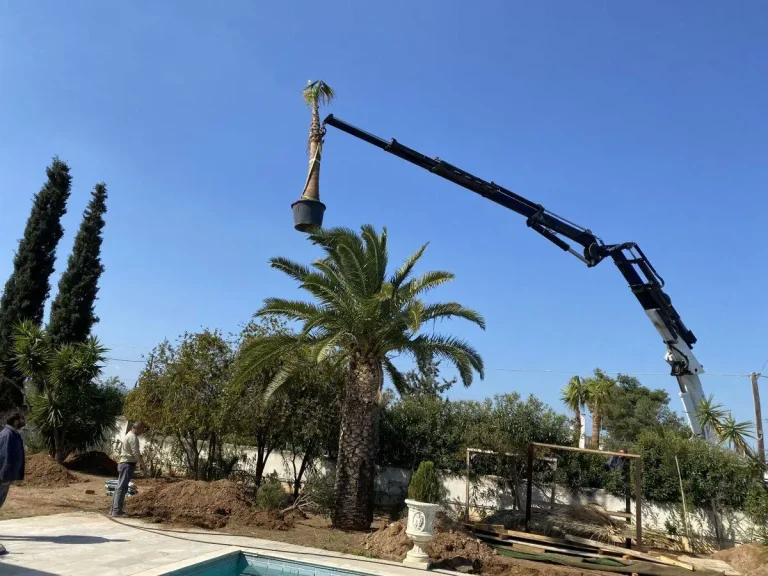 Φύτευση φοίνικα σε ιδιωτικό κήπο στην Αίγινα